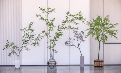 现代盆栽 植物 盆景 绿植